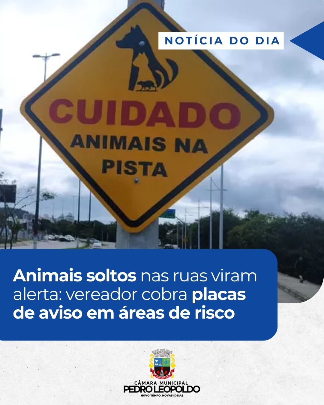 Animais soltos nas ruas viram alerta: vereador cobra placas de aviso em áreas de risco